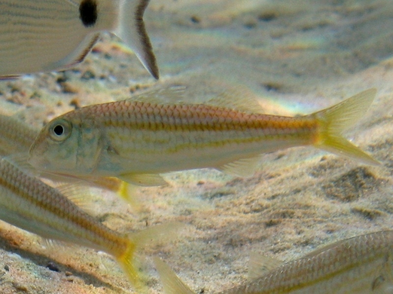 Mullus barbatus vs. Mullus surmuletus